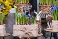 Flowers for sale at flower market. Bulbous perennial flowers for the garden. Early spring hyacinth and crocuses growing in baskets