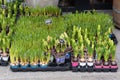 Flowers for sale at flower market. Bulbous perennial flowers for the garden. Early spring hyacinth and crocuses growing in plastic
