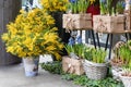 Flowers for sale at flower market. Bulbous perennial flowers for the garden. mimosa branches, early spring bulbs and crocuses