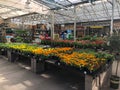 Flowers For Sale At Lowes Garden Center