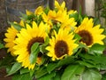 Selling sunflowers in the city of Salzburg in Austria