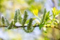 Flowers of Salix in sunny day. Blossom of the sallow in the spring. Bright young twig of osier. Female flowering catkin