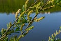 Flowers of Salix viminalis in sunny day. Blossom of the basket willow in the spring. Bright common osier or osier. Female