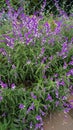 Flowers of Salvia leucantha also known as Mexican bush, Velvet, Texas Sage etc