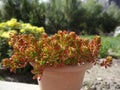 Flowers of sand dunes, Numbra valley guest house, Leh, Laddakh