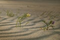 Flowers on the sand