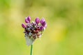 The flowers of sand leek, also known as rocambole Royalty Free Stock Photo