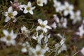 Flowers of the sandwort Minuartia rupestris Royalty Free Stock Photo