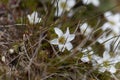 Flowers of the sandwort Minuartia rupestris Royalty Free Stock Photo