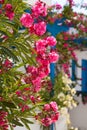 Flowers in Santorini, Greece Royalty Free Stock Photo