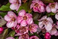 Flowers of Sargent Crabapple