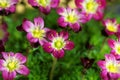 Flowers of a Saxifraga arendsii