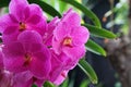 Flowers scene of Blooming Pink Orchid Flowers in the Gardens - Thailand Flowers , Floral backdrop and beautiful detail Royalty Free Stock Photo