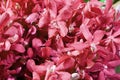 Flowers scene - fresh red color Orchid flowers in market