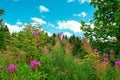 Flowers scene in the mountains of the Black Forest Germany.