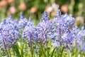 Flowers Scilla litardierei