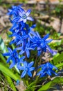 Flowers Scilla siberica