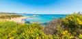 Flowers in Scoglio di Peppino shoreline