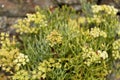 Flowers of Sea fennel Crithmum maritimum Royalty Free Stock Photo