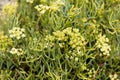 Flowers of Sea fennel Crithmum maritimum Royalty Free Stock Photo