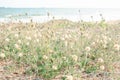 flowers and sea