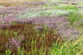 Flowers of sea lavender in a summer meadow, delicate wildflowers . Purple blue flowers of lavender, reeds and other herbs on the Royalty Free Stock Photo