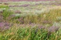 Flowers of sea lavender in a summer meadow, delicate wildflowers . Purple blue flowers of lavender, reeds and other herbs on the Royalty Free Stock Photo