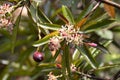 Flowers of a sea mango, Cerbera manghas