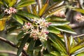 Flowers of a sea mango, Cerbera manghas