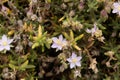 Sea Spurrey, Spergularia rupicola Royalty Free Stock Photo