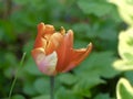 Flowers Season Botanical Floral Nature Aesthetic Colours Tulip