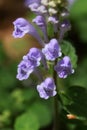 Skullcap Royalty Free Stock Photo