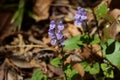 Skullcap