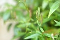 Flowers and seeds of Kariyat, The Creat Andrographis paniculata Wall ex Ness.. selective and soft focus Royalty Free Stock Photo