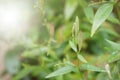 Flowers and seeds of Kariyat, The Creat Andrographis paniculata Wall ex Ness.. selective and soft focus Royalty Free Stock Photo