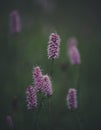 Flowers at the Seiser Alm in the Dolomites mountains