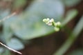 The flowers of the selected focus vegetables are used to make organic vegetable dishes.