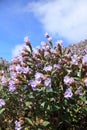 Strobilanthes Kunthiana flowers Royalty Free Stock Photo