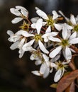 Flowers of Serviceberry