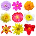 Flowers Set Royalty Free Stock Photo