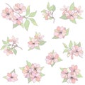 Flowers set. Apple tree bloom decorative elements