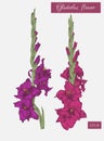 Flowers set of hand drawn gladiolus flowers. Royalty Free Stock Photo