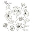 Flowers set of hand drawn pelargonium and leaves. Illustration