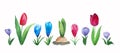 Flowers set of hand drawn watercolor tulips, crocuses and hyacinth bulbs. Spring flowers. Royalty Free Stock Photo