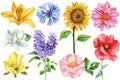 Flowers set with rose, poppy, sunflower, lilac and Jasmin. Watercolor botanical cornflower, dahlia, lily and hellebore