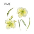 Flowers set of watercolor daylily and leaves Royalty Free Stock Photo