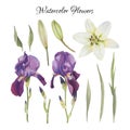 Flowers set of watercolor irises, lily and leaves