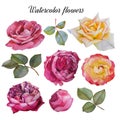 Flowers set of watercolor roses and leaves Royalty Free Stock Photo