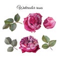 Flowers set of watercolor roses and leaves. Royalty Free Stock Photo