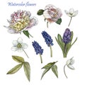 Flowers set of watercolor white peonies, anemones, blue muscari and leaves Royalty Free Stock Photo